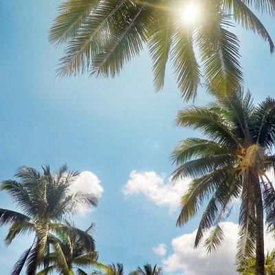 Keep Palm and Travel On – Five Destinations You Have to Experience.
