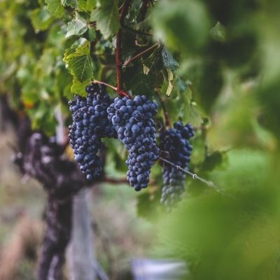 Interview with Voyager Estate Head Winemaker on Going Certified Organic