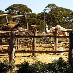 Coolgardie Camel Farm