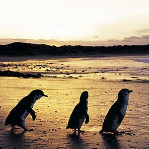 Fairy Penguins on King Island
